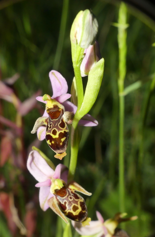 Ophrys tardive e altre orchidee in Epiro - Grecia settentrionale  22_30 maggio 2024.